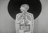Alcohol and the Human Body 1949 Chemistry Movie 1