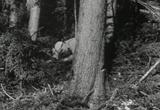 forestry logging lumberjack films movie download 16