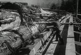 forestry logging lumberjack films movie download 11