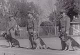 60s Police Dogs and Public Safety Films movies download 10